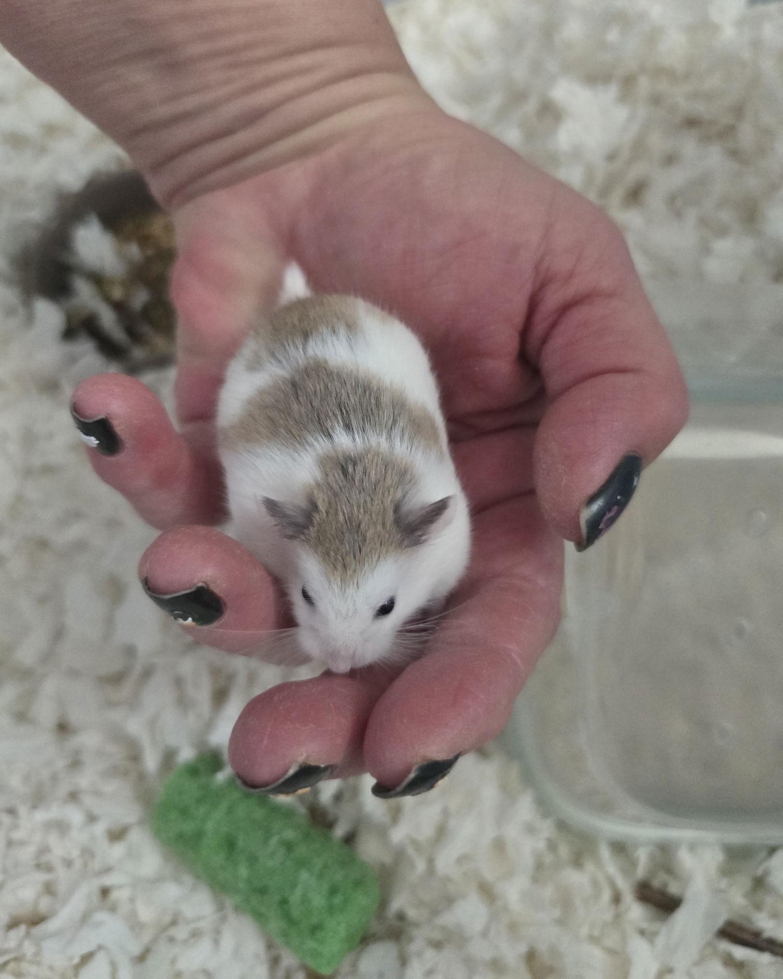 Bowie, Adopted, Baby Male Hamster & Hamster.