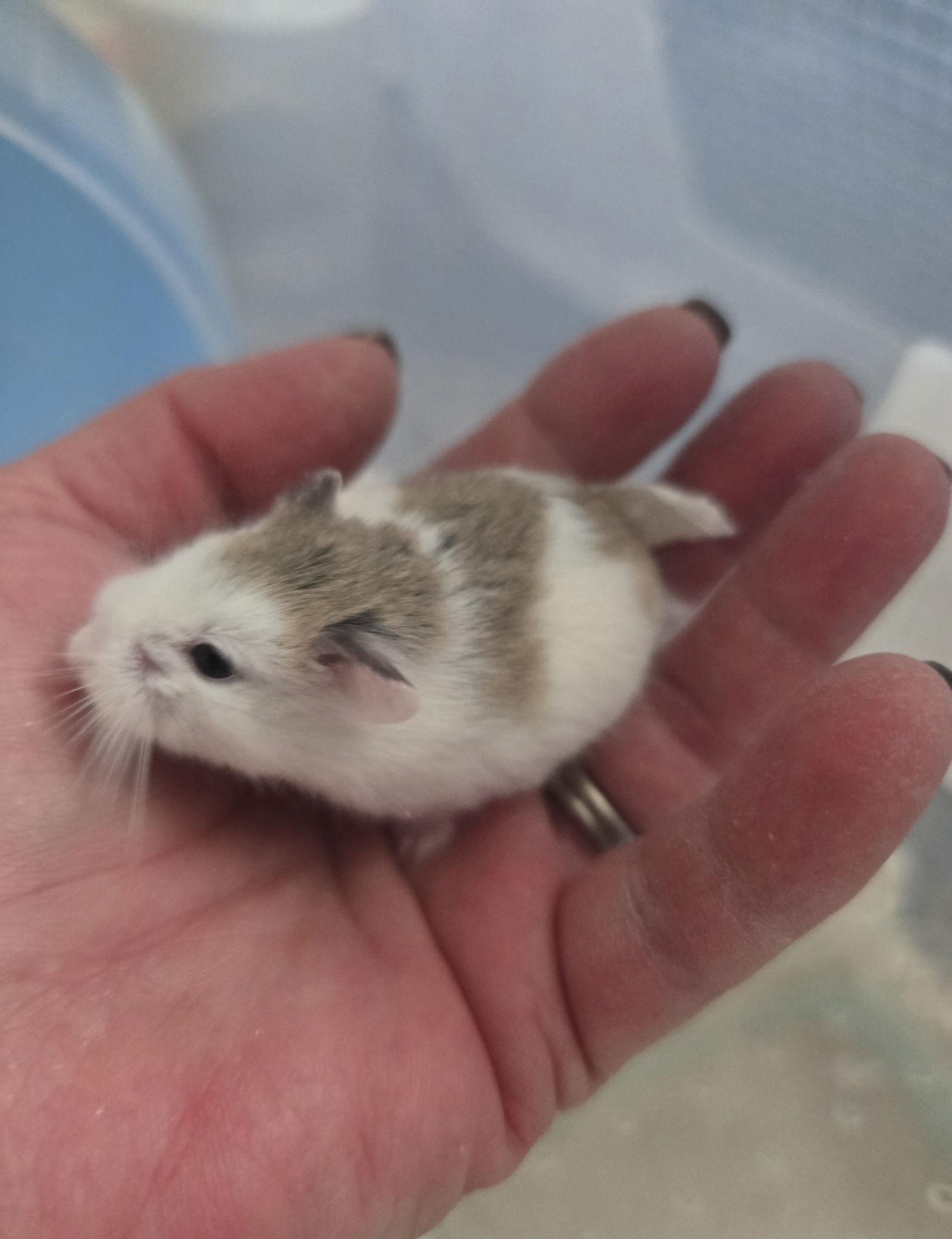 Bowie, a Adopted mixed breed in Philadelphia, PA image 2/3