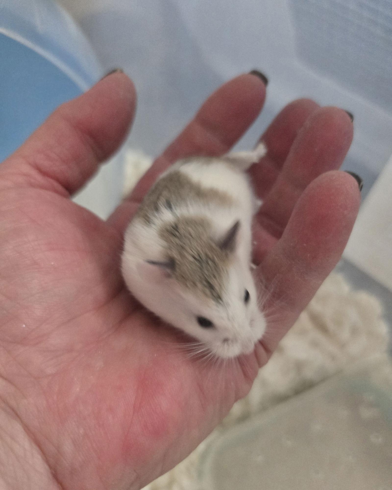 Bowie, a Adopted mixed breed in Philadelphia, PA image 3/3