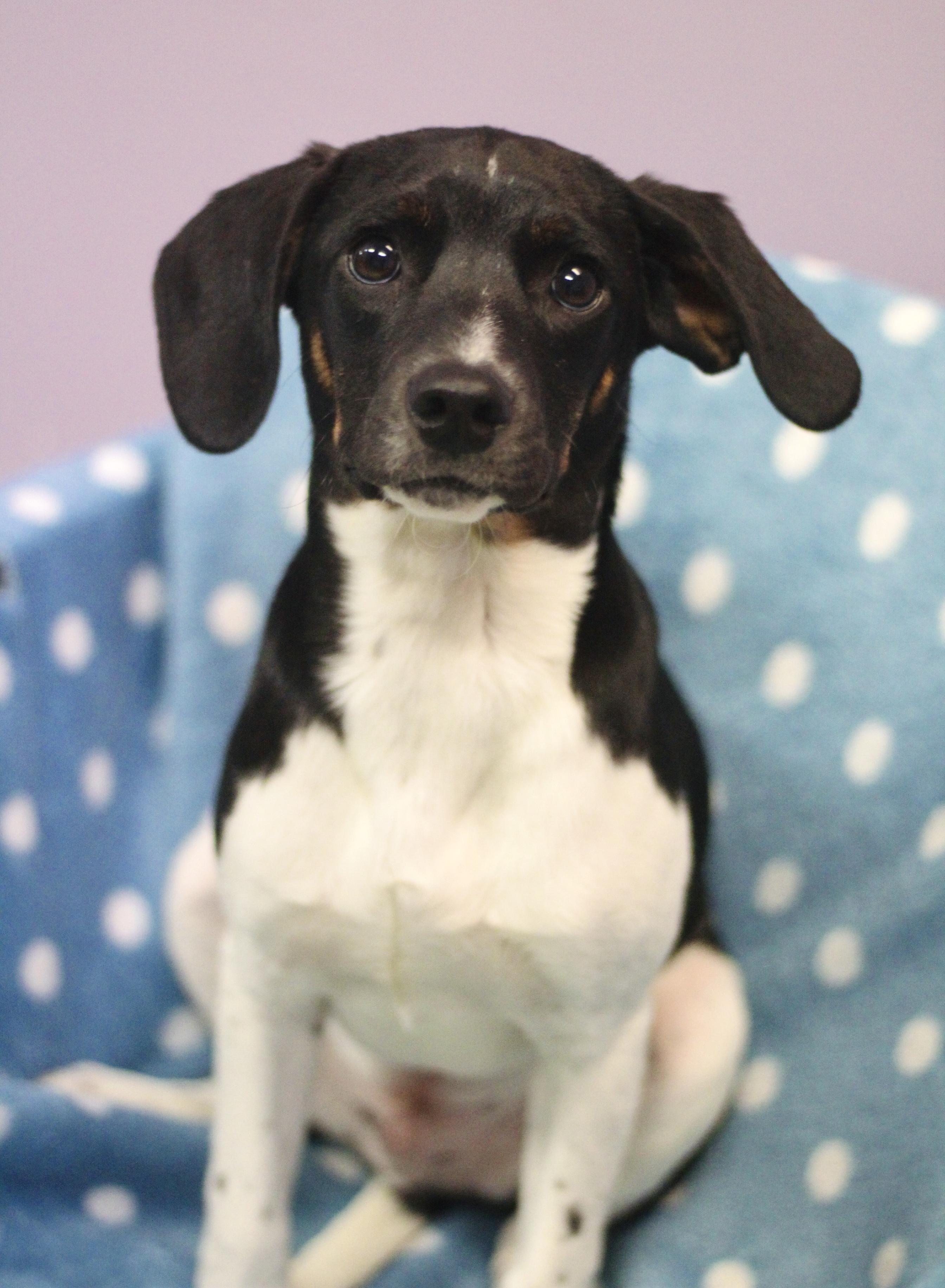 Enlarge Dan in NH! Come Meet our Adoptable Dogs Wednesday-Saturday. More info in Bio! , a ADOPTABLE mixed breed in Manchester, NH image 3/3