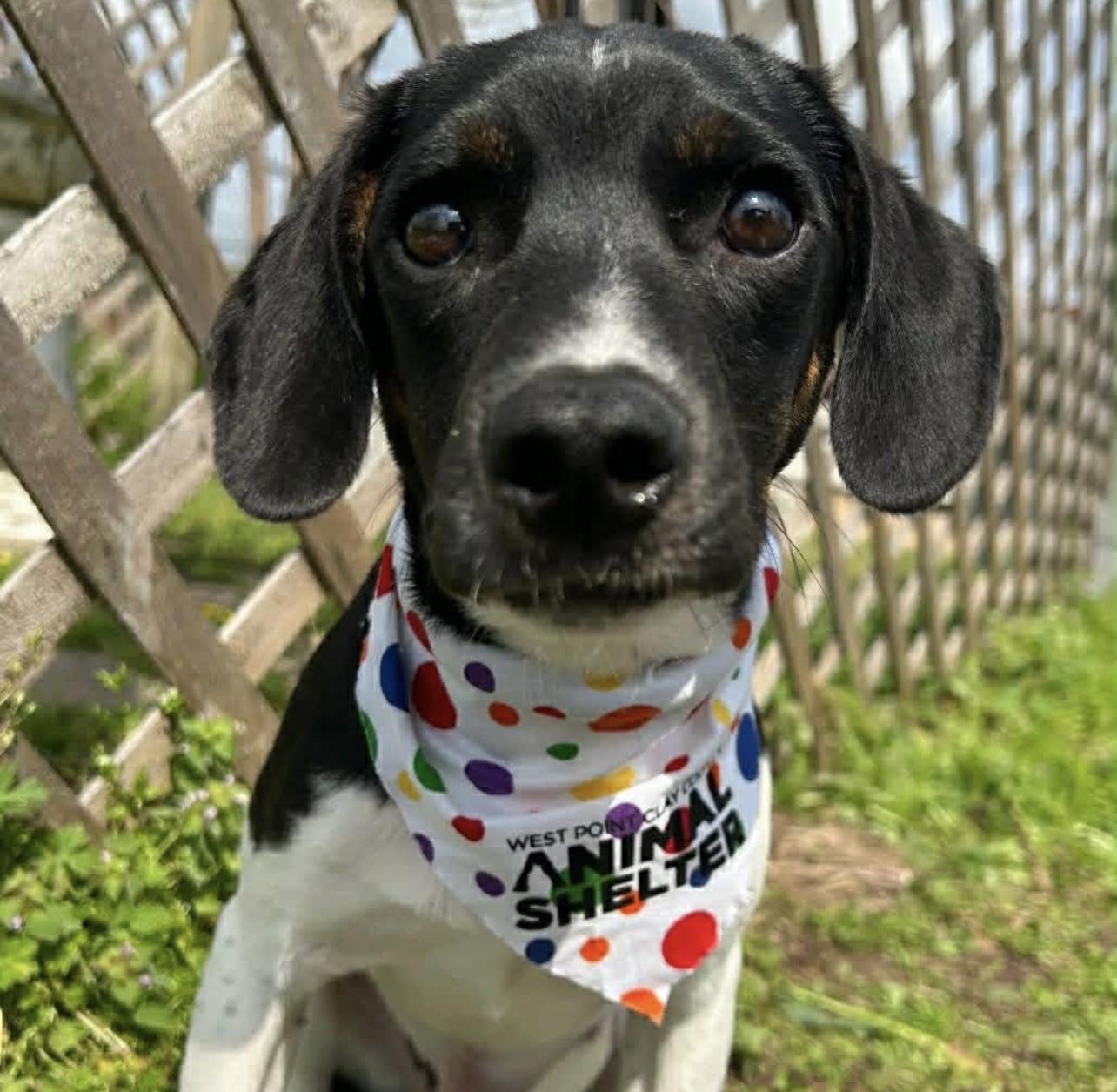 Enlarge Dan in NH! Come Meet our Adoptable Dogs Wednesday-Saturday. More info in Bio! , a ADOPTABLE mixed breed in Manchester, NH image 2/3