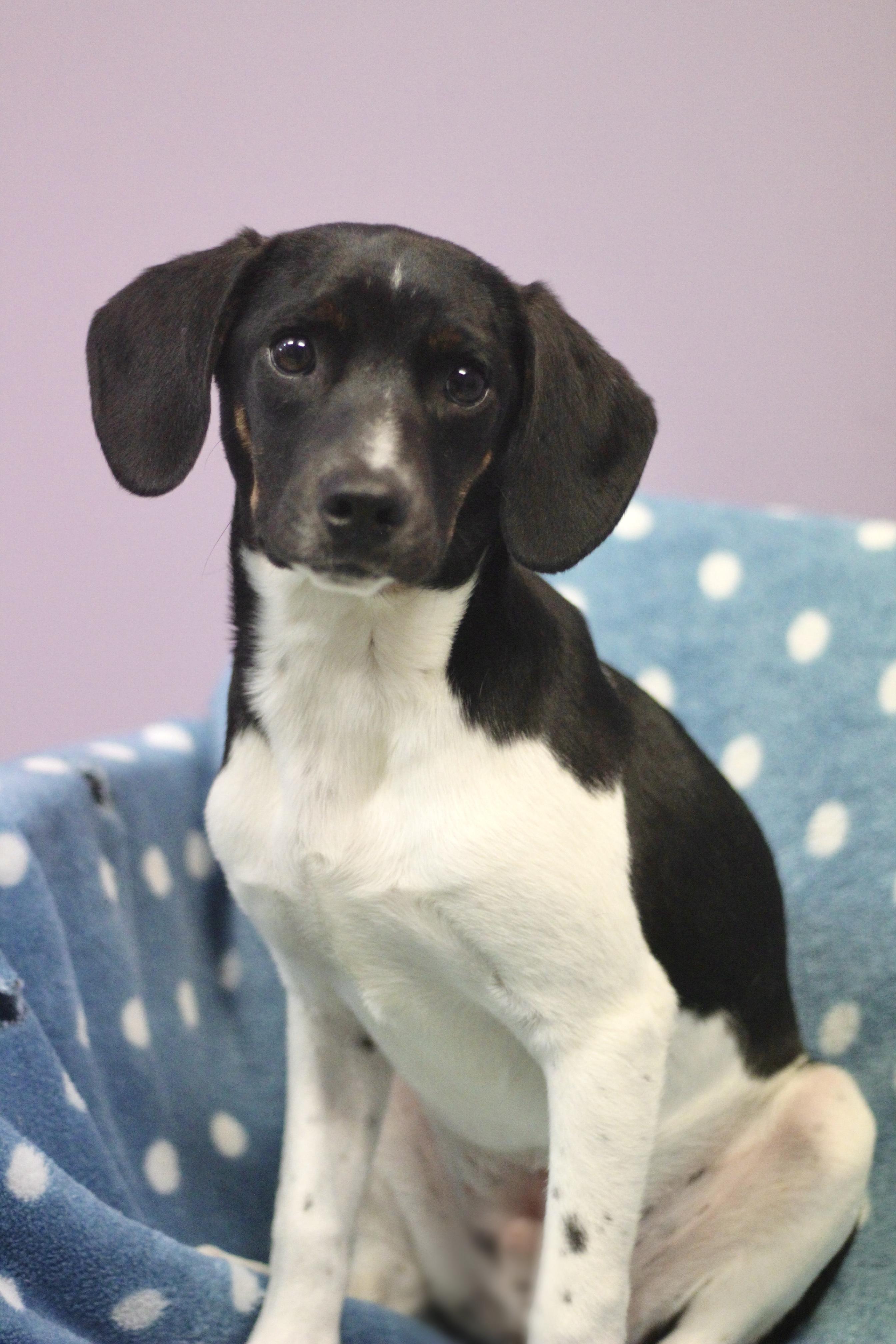 Dan in NH! Come Meet our Adoptable Dogs Wednesday-Saturday. More info in Bio! , ADOPTABLE, Puppy Male Rat Terrier.
