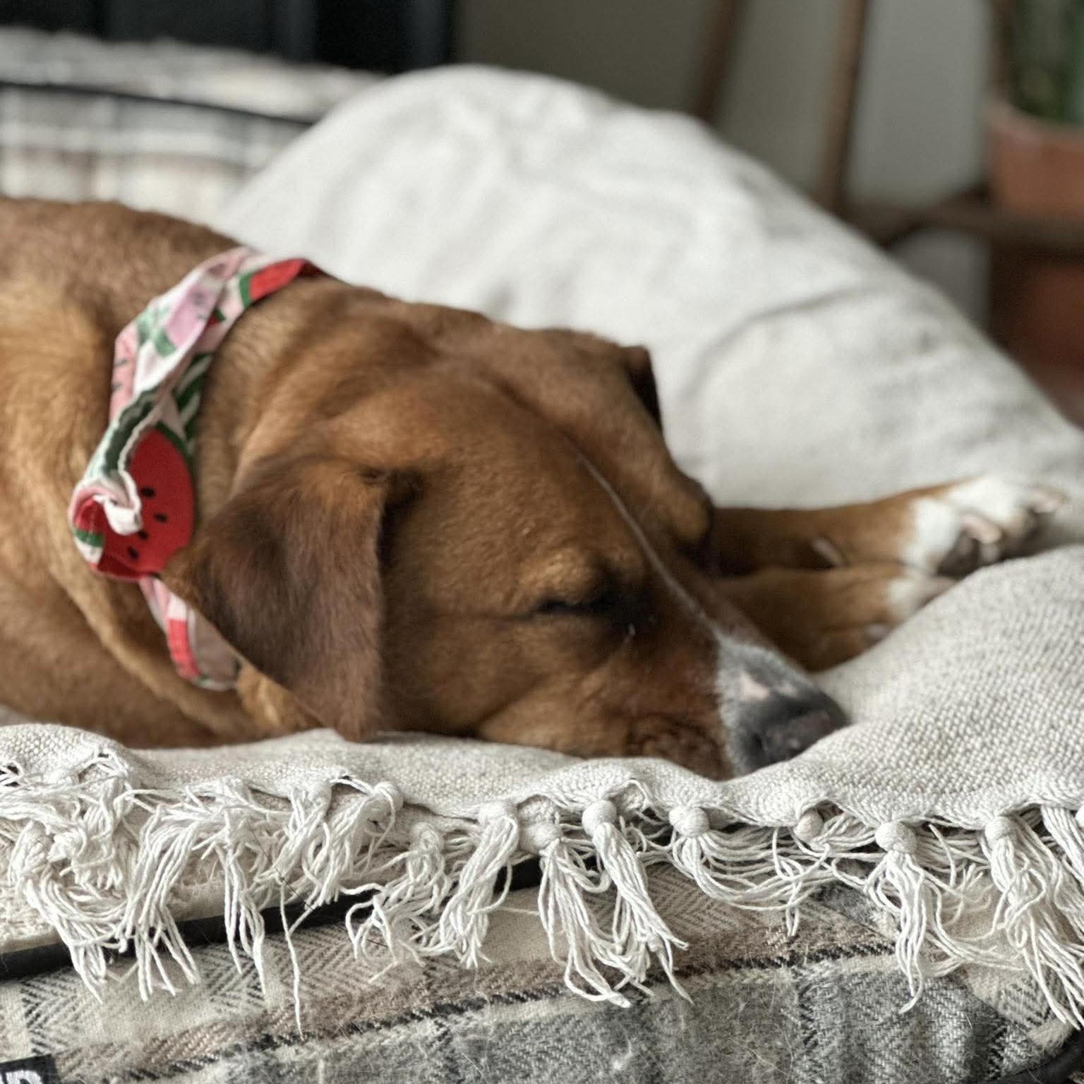 Felice, a ADOPTABLE mixed breed in Kitchener, ON image 2/6