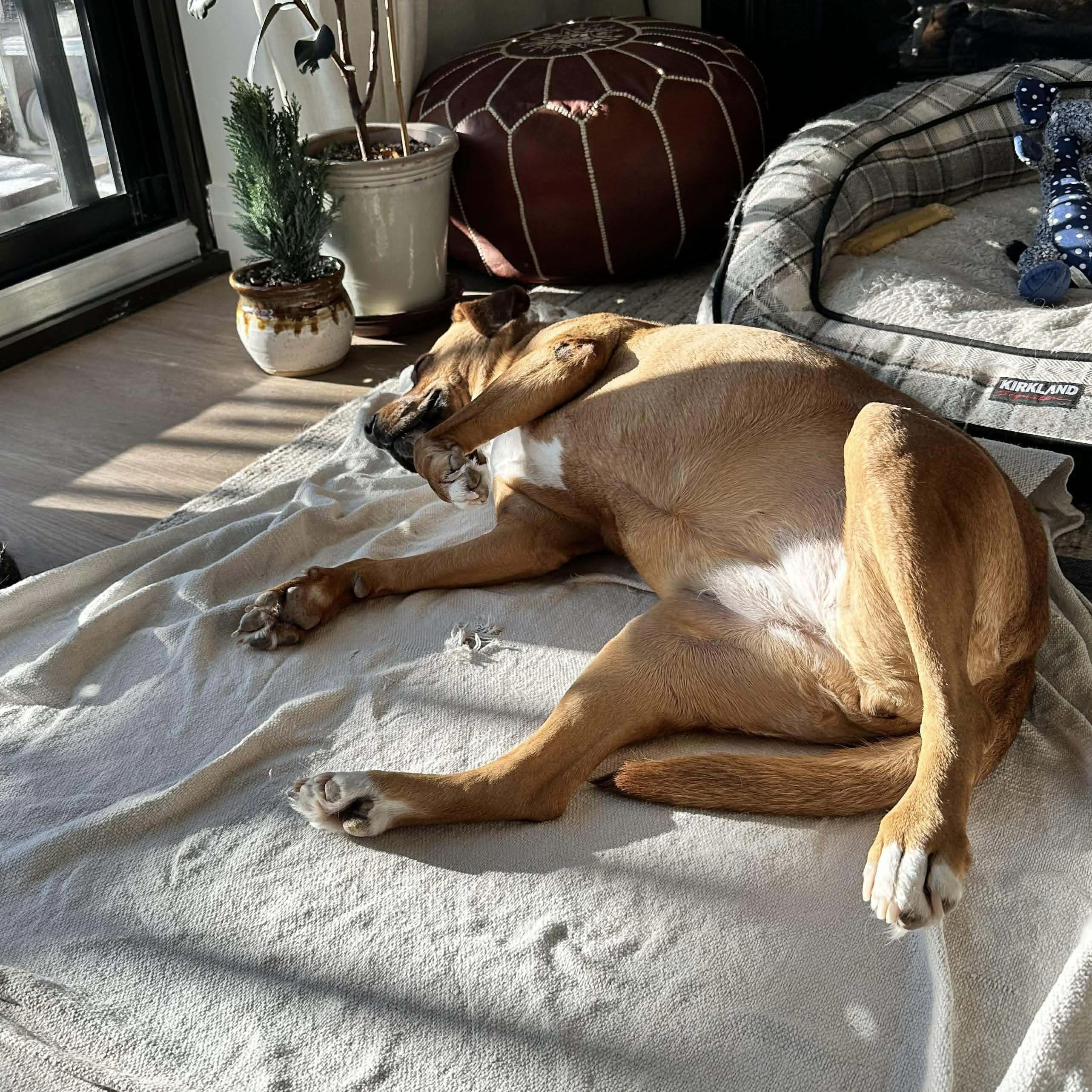 Felice, a ADOPTABLE mixed breed in Kitchener, ON image 5/6