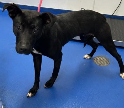 Enlarge Trish, a Adoptable mixed breed in Lancaster, SC image 3/4