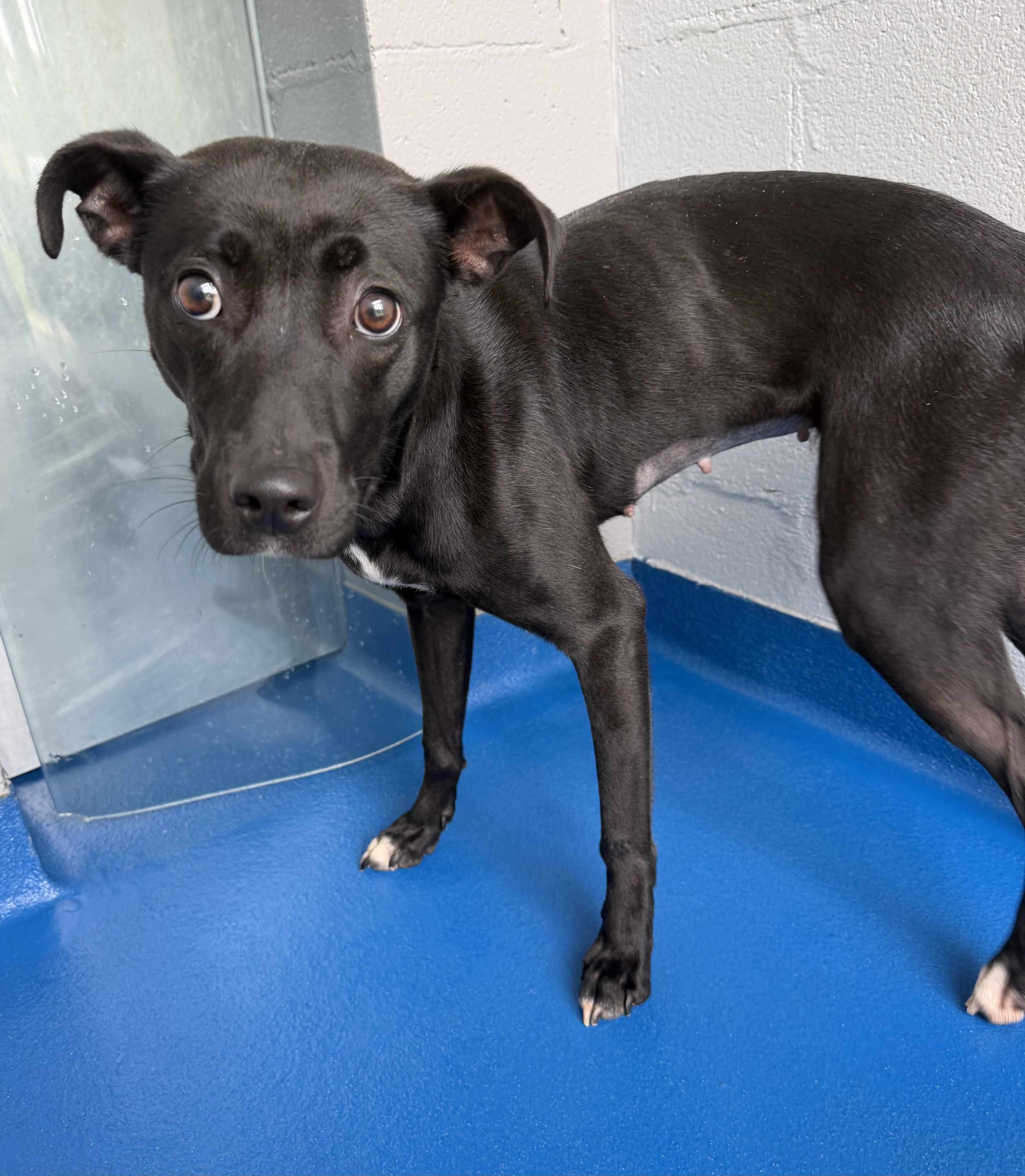 Enlarge Trish, a Adoptable mixed breed in Lancaster, SC image 2/4