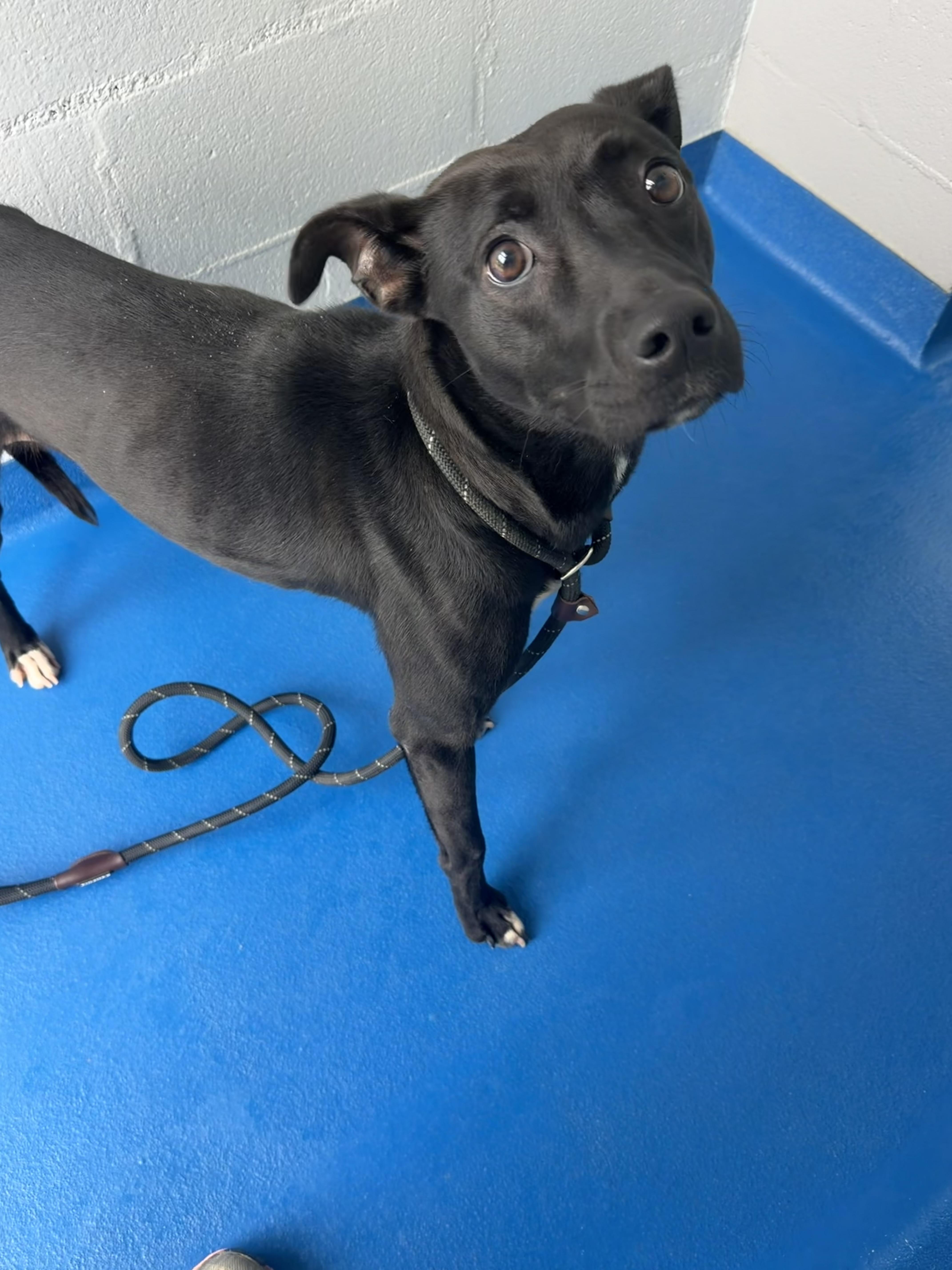 Enlarge Trish, a Adoptable mixed breed in Lancaster, SC image 4/4