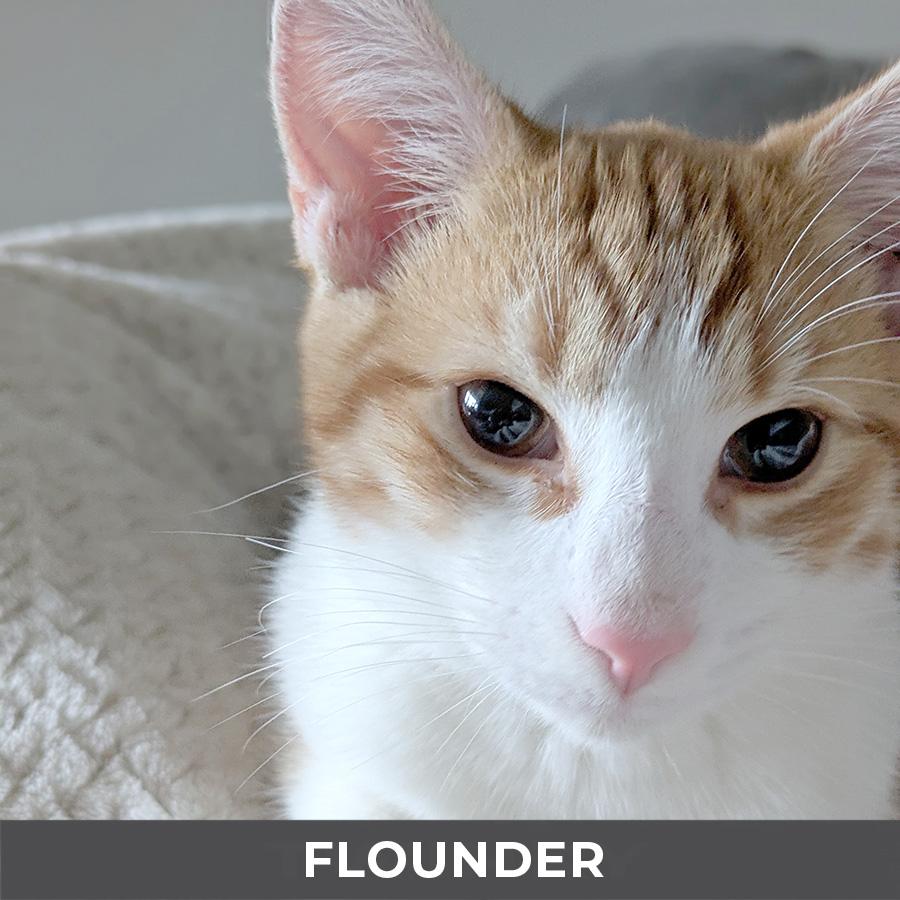 Flounder, a Adoptable Domestic Short Hair in Etobicoke, ON image 3/3