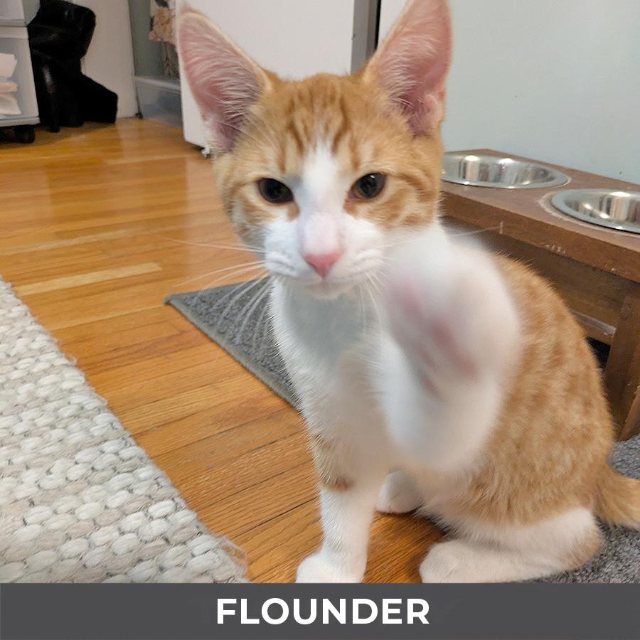 Flounder, a Adoptable Domestic Short Hair in Etobicoke, ON image 2/3