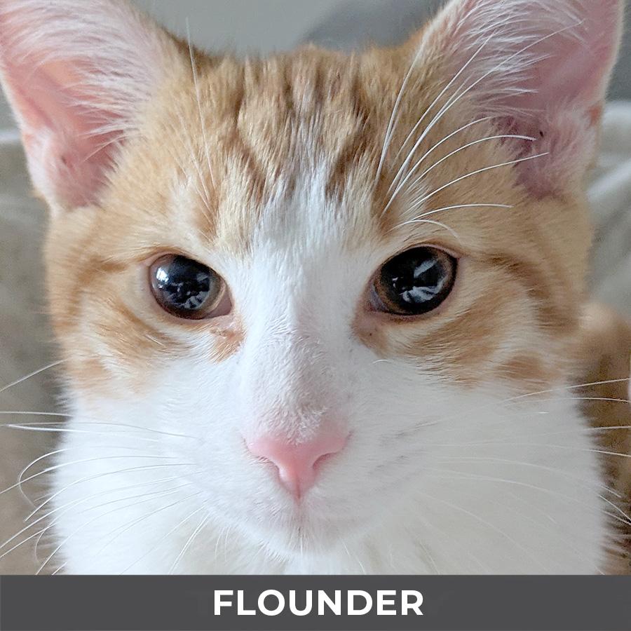 Flounder, Adoptable, Kitten Male Domestic Short Hair.