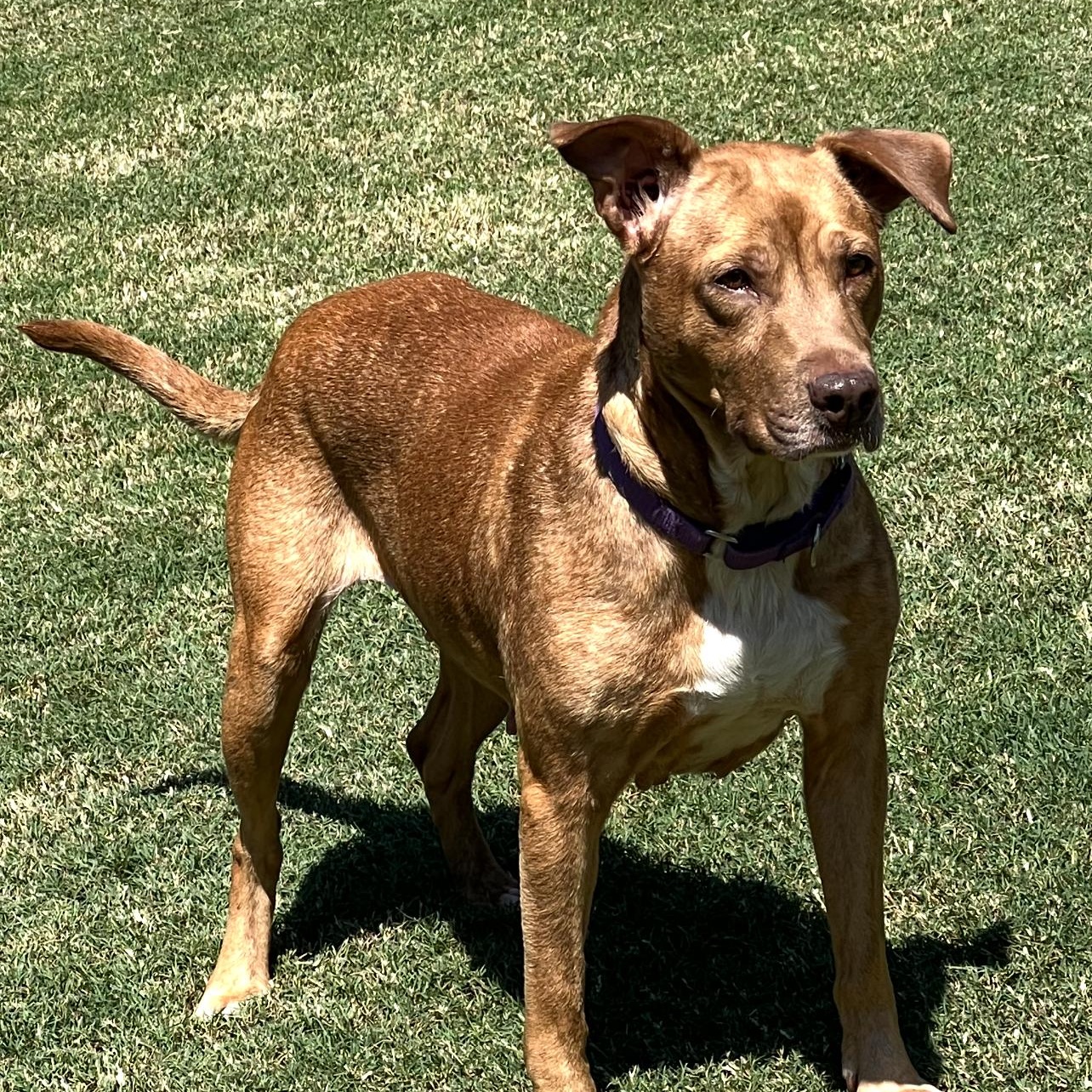 Enlarge Phoenix, a Adoptable Mixed Breed in New Bedford, MA image 6/6