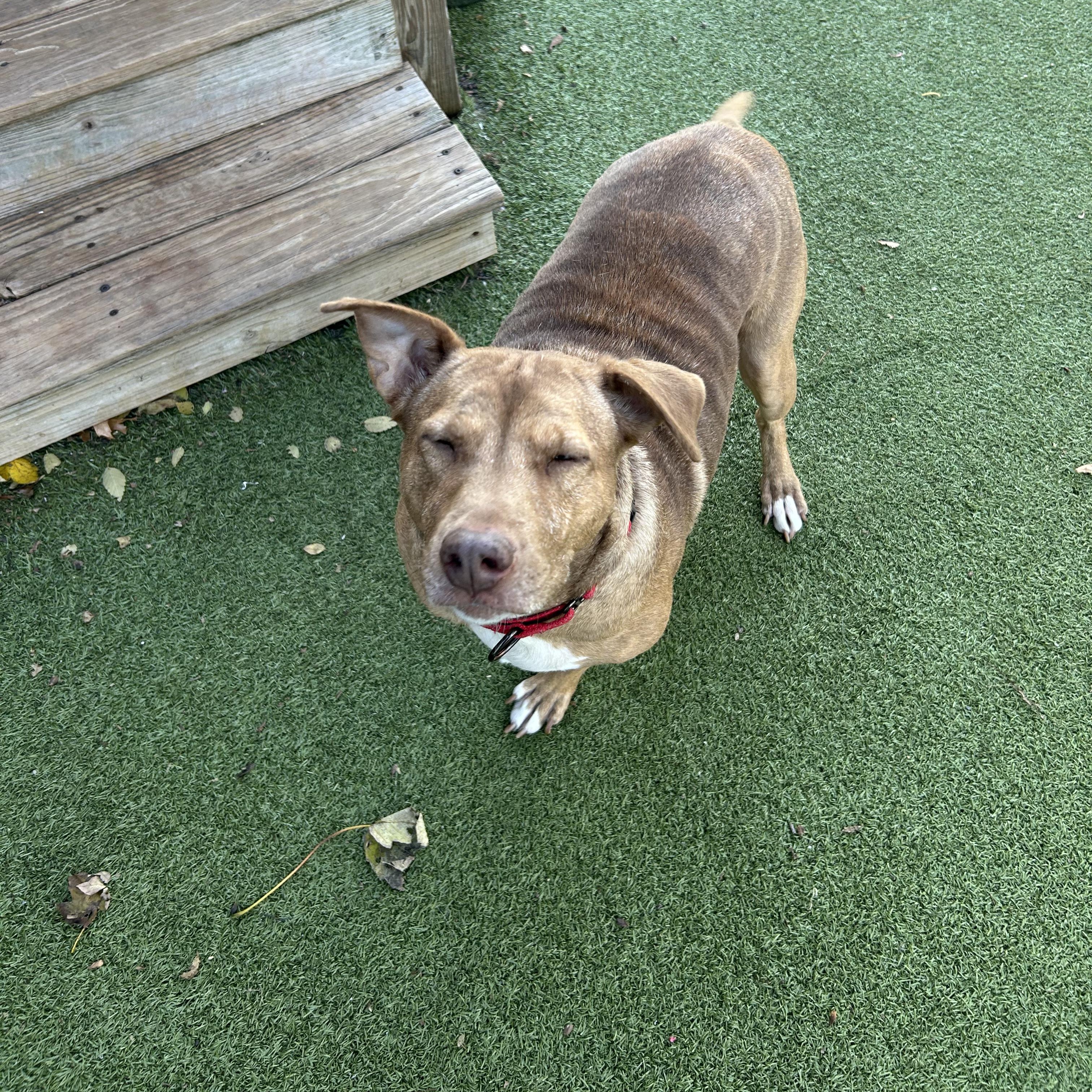 Enlarge Phoenix, a Adoptable Mixed Breed in New Bedford, MA image 3/6