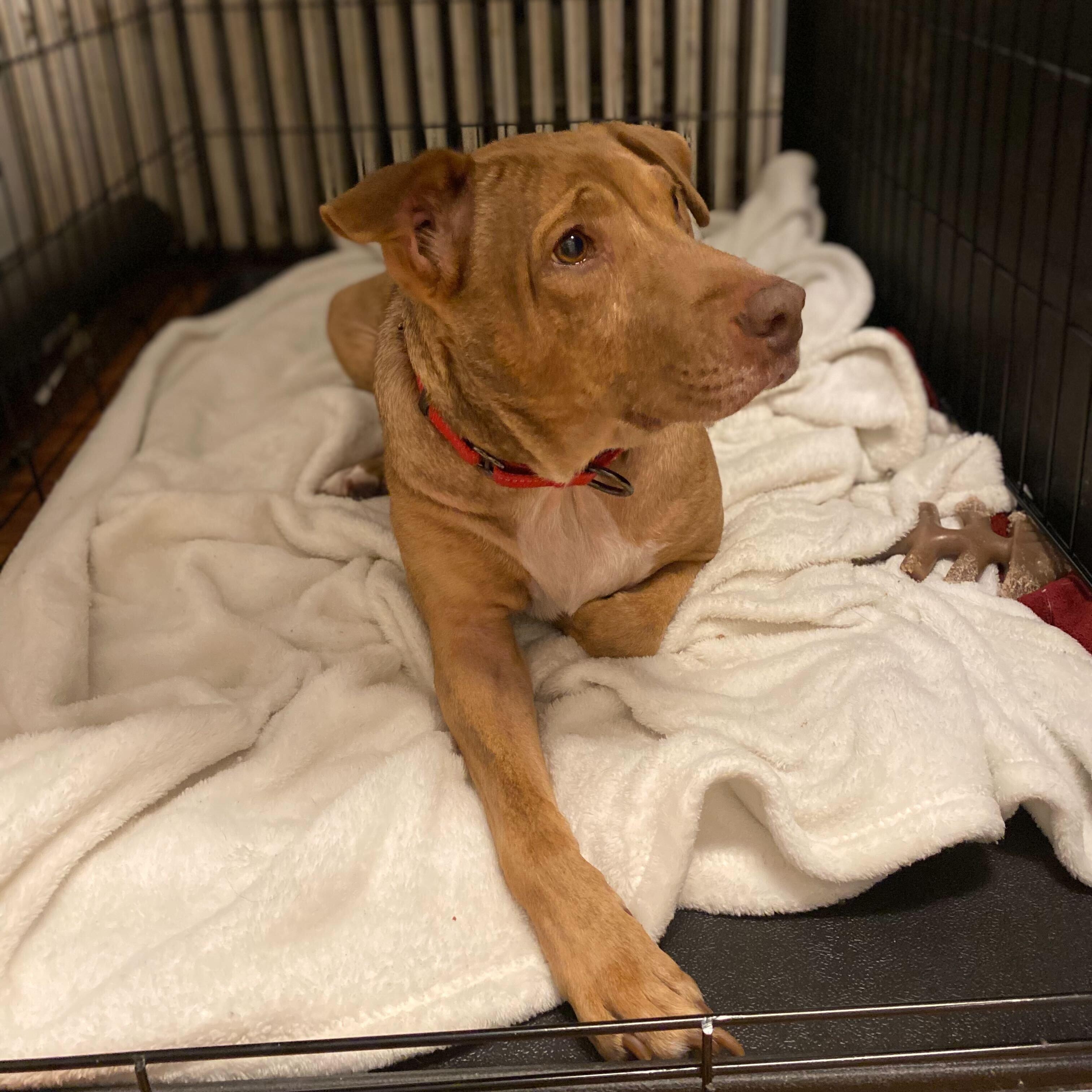 Phoenix, Adoptable, Adult Female Mixed Breed.