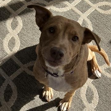 Enlarge Phoenix, a Adoptable Mixed Breed in New Bedford, MA image 2/6