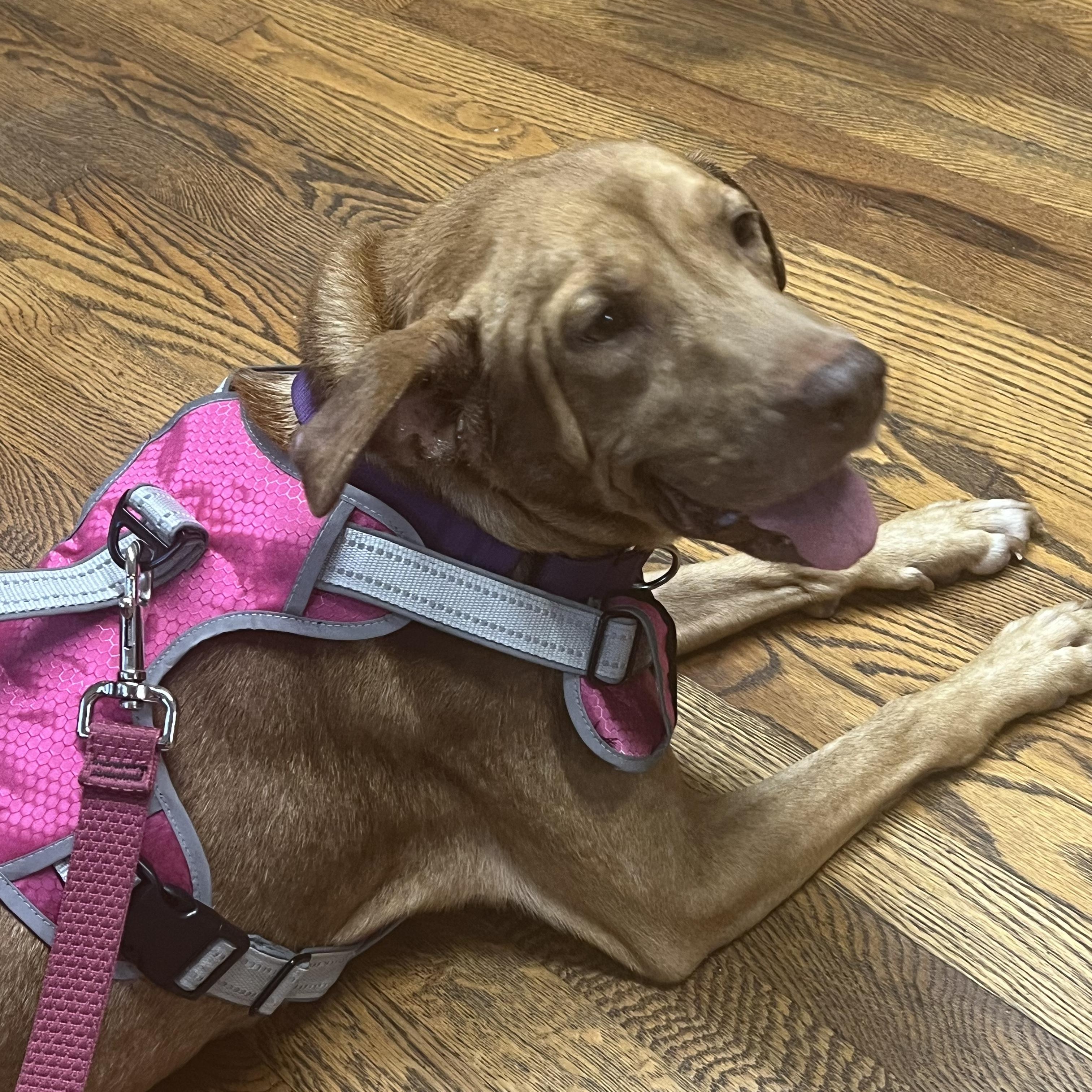 Enlarge Phoenix, a Adoptable Mixed Breed in New Bedford, MA image 4/6