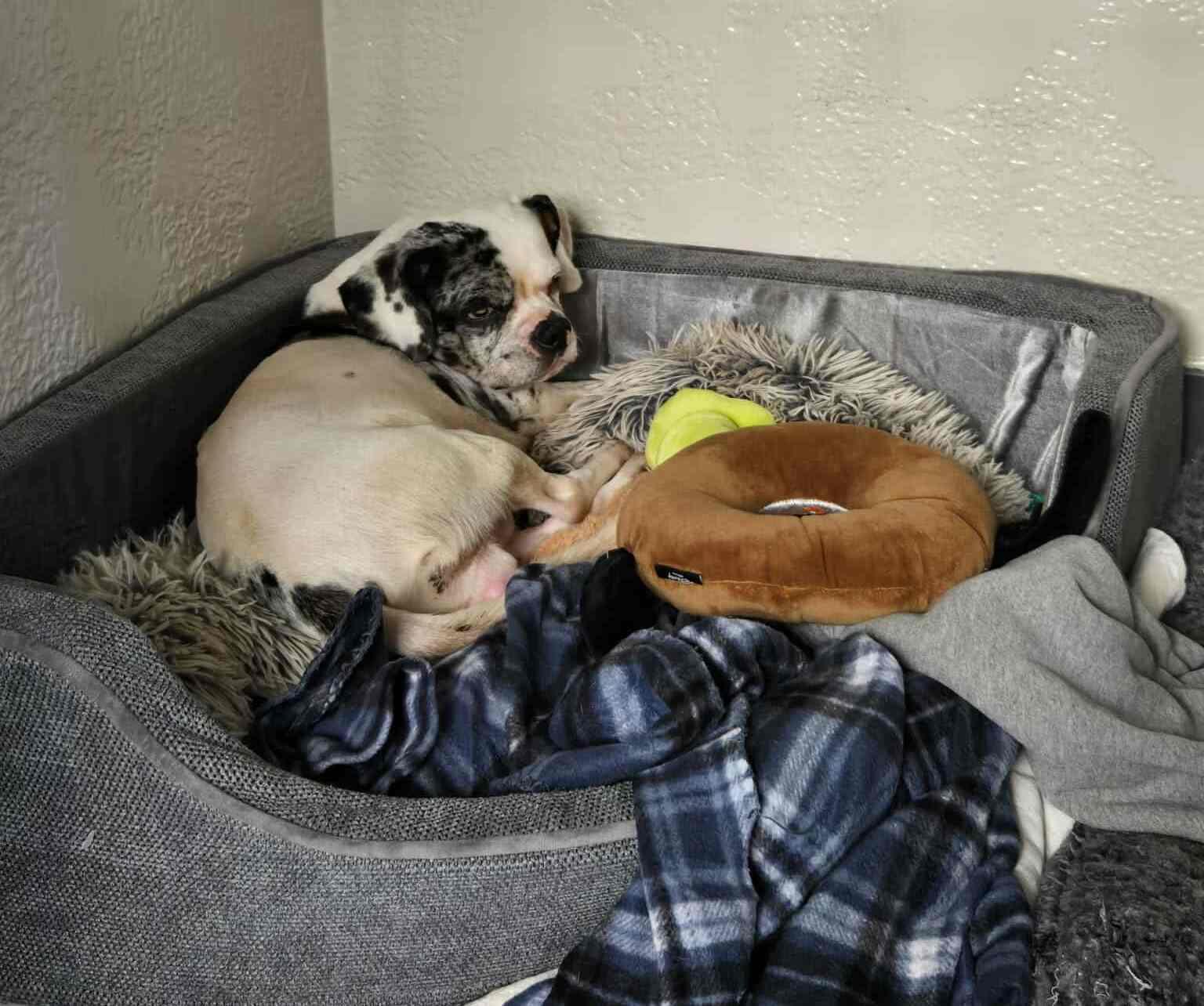 Benny, Adoptable, Adult Male Puggle.