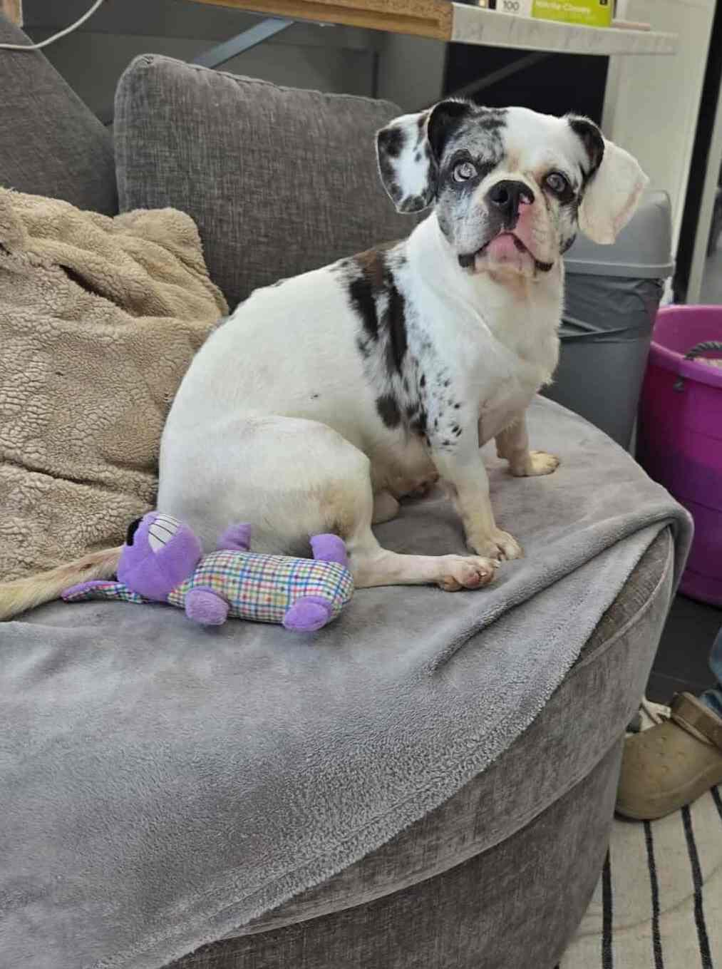 Benny, an adoptable Puggle in Richmond, KY, 40475 | Photo Image 5