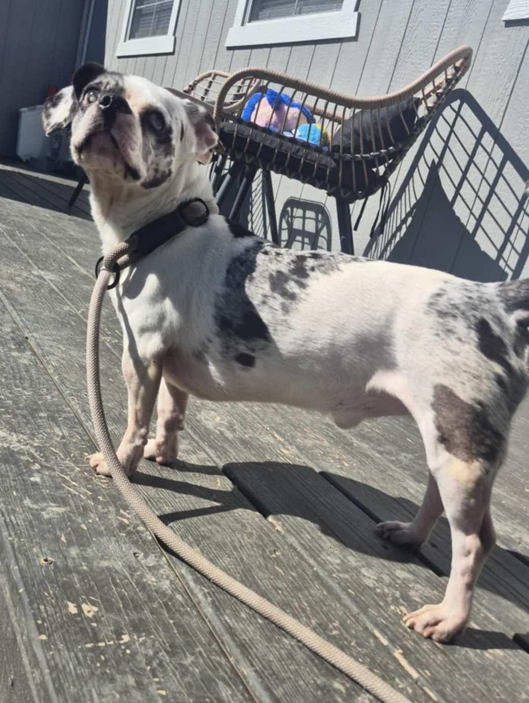 Benny, an adoptable Puggle in Richmond, KY, 40475 | Photo Image 4