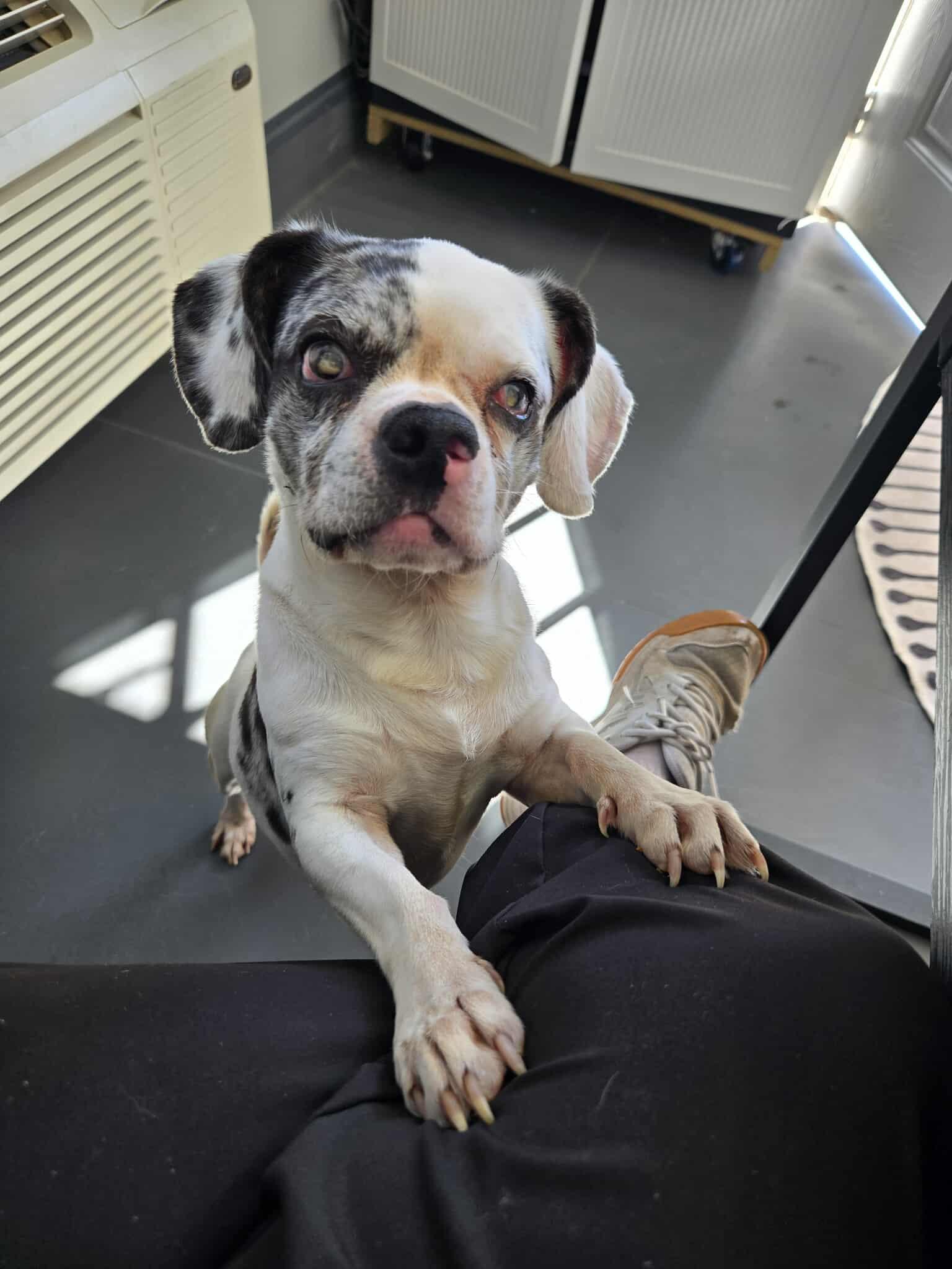 Benny, an adoptable Puggle in Richmond, KY, 40475 | Photo Image 1