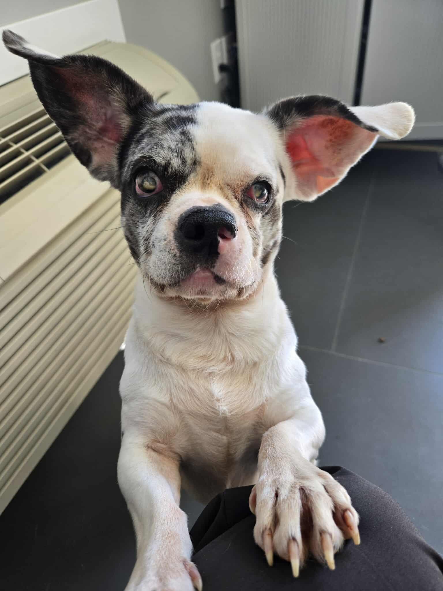 Benny, an adoptable Puggle in Richmond, KY, 40475 | Photo Image 2