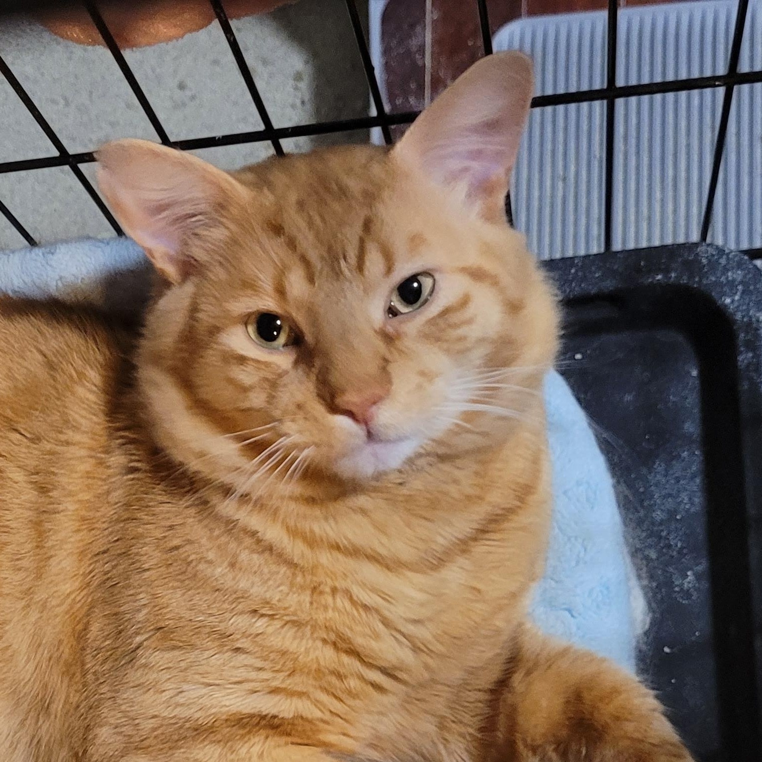 Kringle, an adopted Domestic Short Hair in Maple Shade, NJ image 1/5