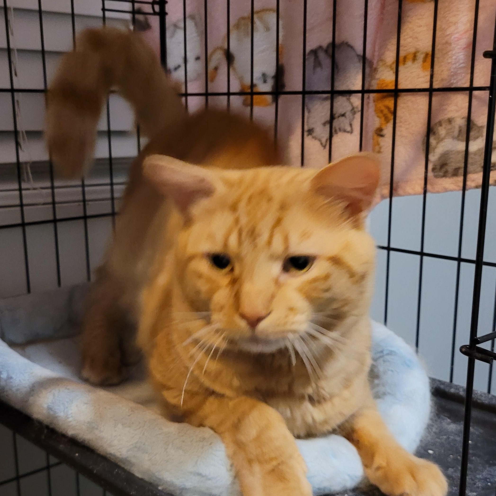 Kringle, an adopted Domestic Short Hair in Maple Shade, NJ image 3/5