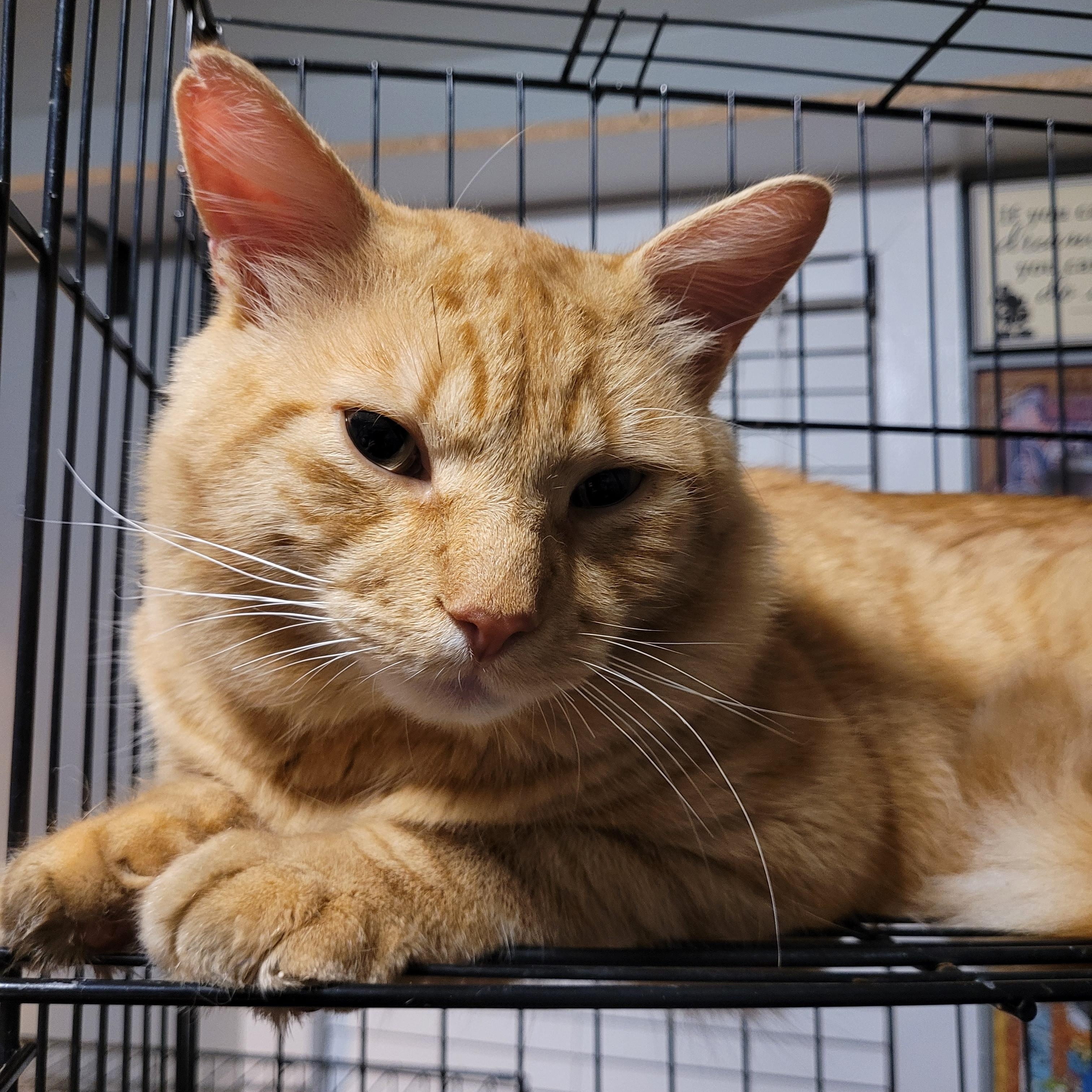 Kringle, an adopted Domestic Short Hair in Maple Shade, NJ image 4/5