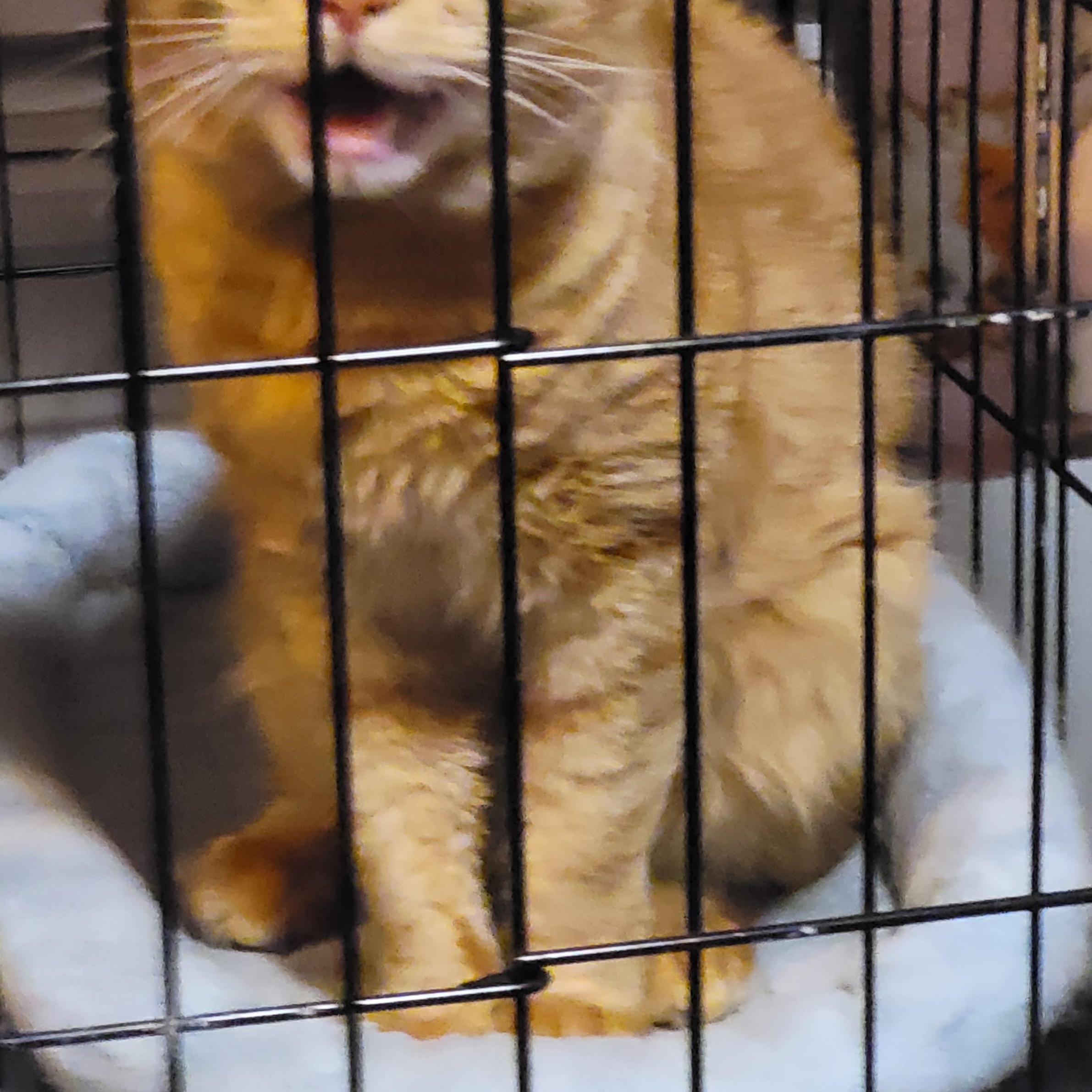 Kringle, an adopted Domestic Short Hair in Maple Shade, NJ image 5/5