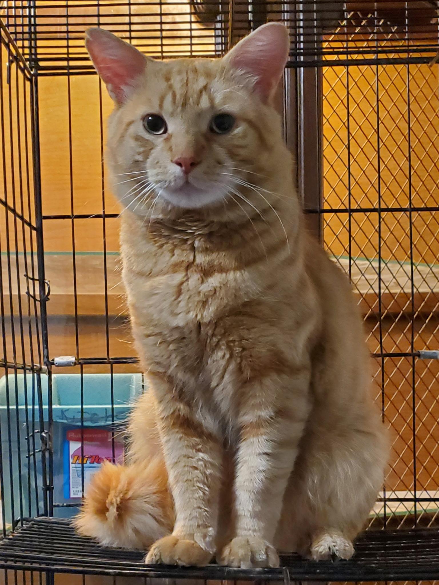 Kringle, an adopted Domestic Short Hair in Maple Shade, NJ image 2/5