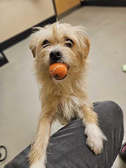 Enlarge Tumbleweed Tammy, an adopted mixed breed in Bellingham, WA image 4/6