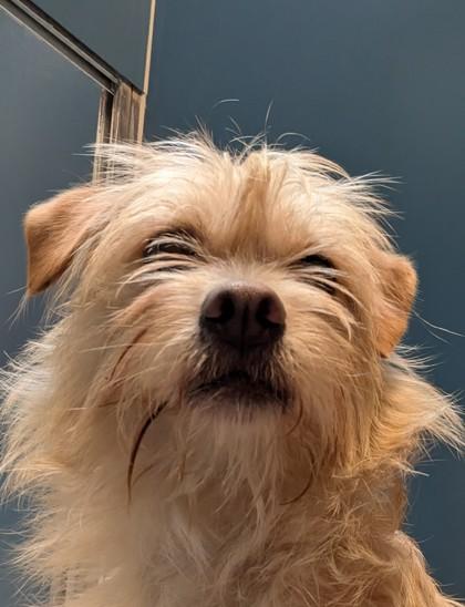 Enlarge Tumbleweed Tammy, an adopted mixed breed in Bellingham, WA image 5/6