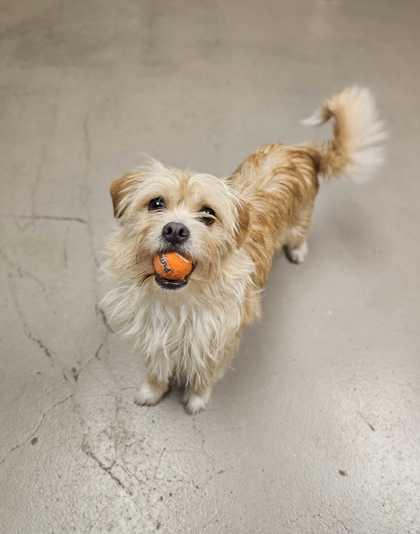 Enlarge Tumbleweed Tammy, an adopted mixed breed in Bellingham, WA image 6/6