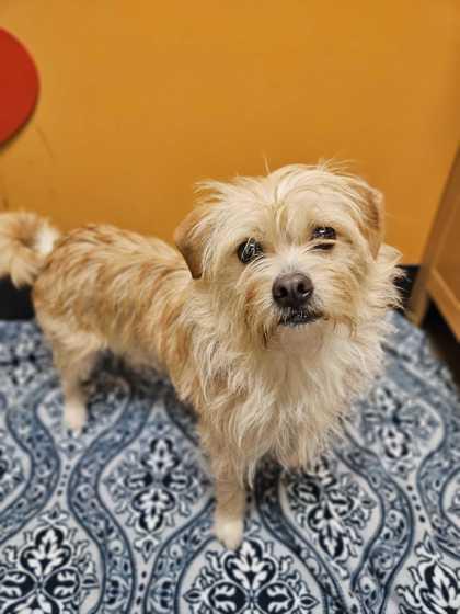 Enlarge Tumbleweed Tammy, an adopted mixed breed in Bellingham, WA image 1/6