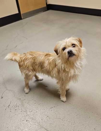 Enlarge Tumbleweed Tammy, an adopted mixed breed in Bellingham, WA image 2/6