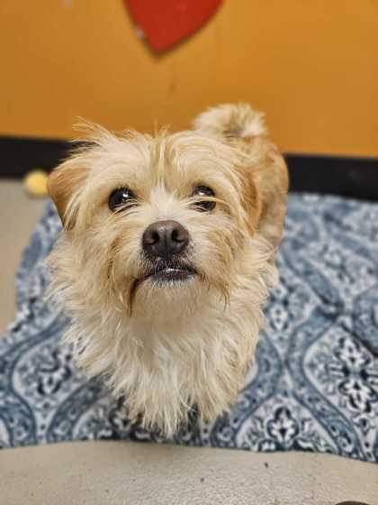 Enlarge Tumbleweed Tammy, an adopted mixed breed in Bellingham, WA image 3/6