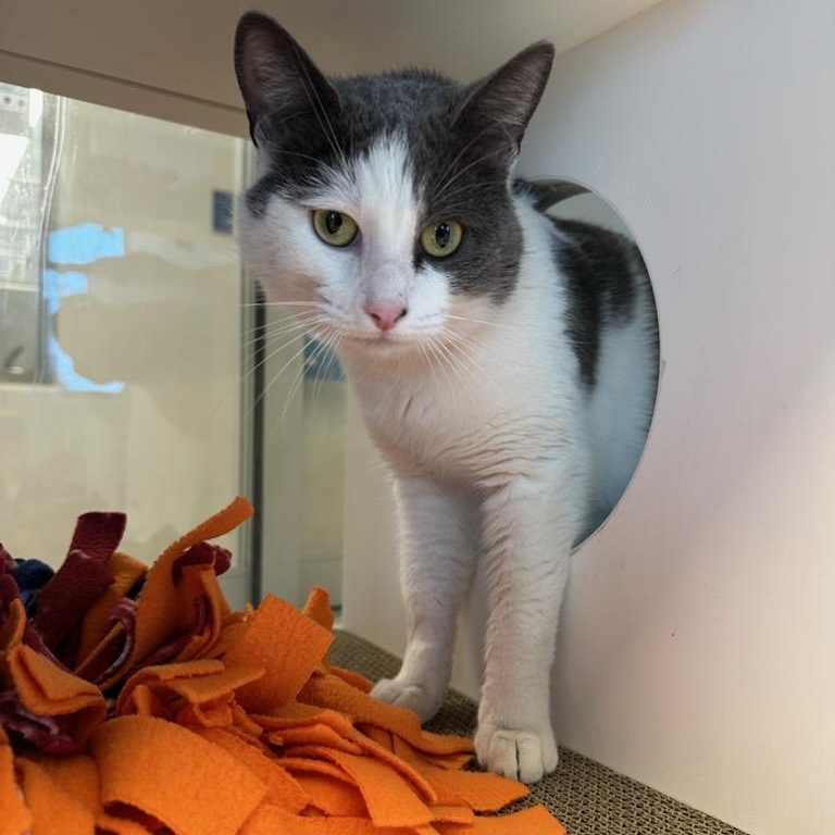 Marble (ID 49945/150), adopted, Adult Male Domestic Short Hair.