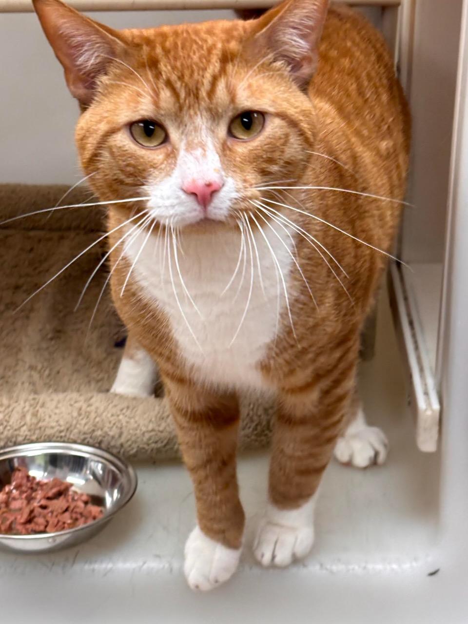 Enlarge Hamilton, a Adopted Domestic Short Hair in Batavia, NY image 2/2