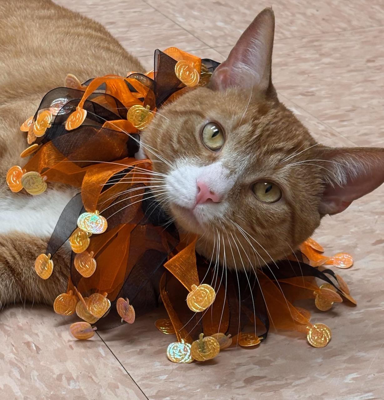 Hamilton, Adoptable, Adult Male Domestic Short Hair.