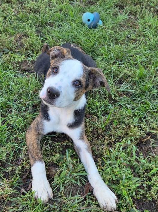 Four Siblings ~ Moosey