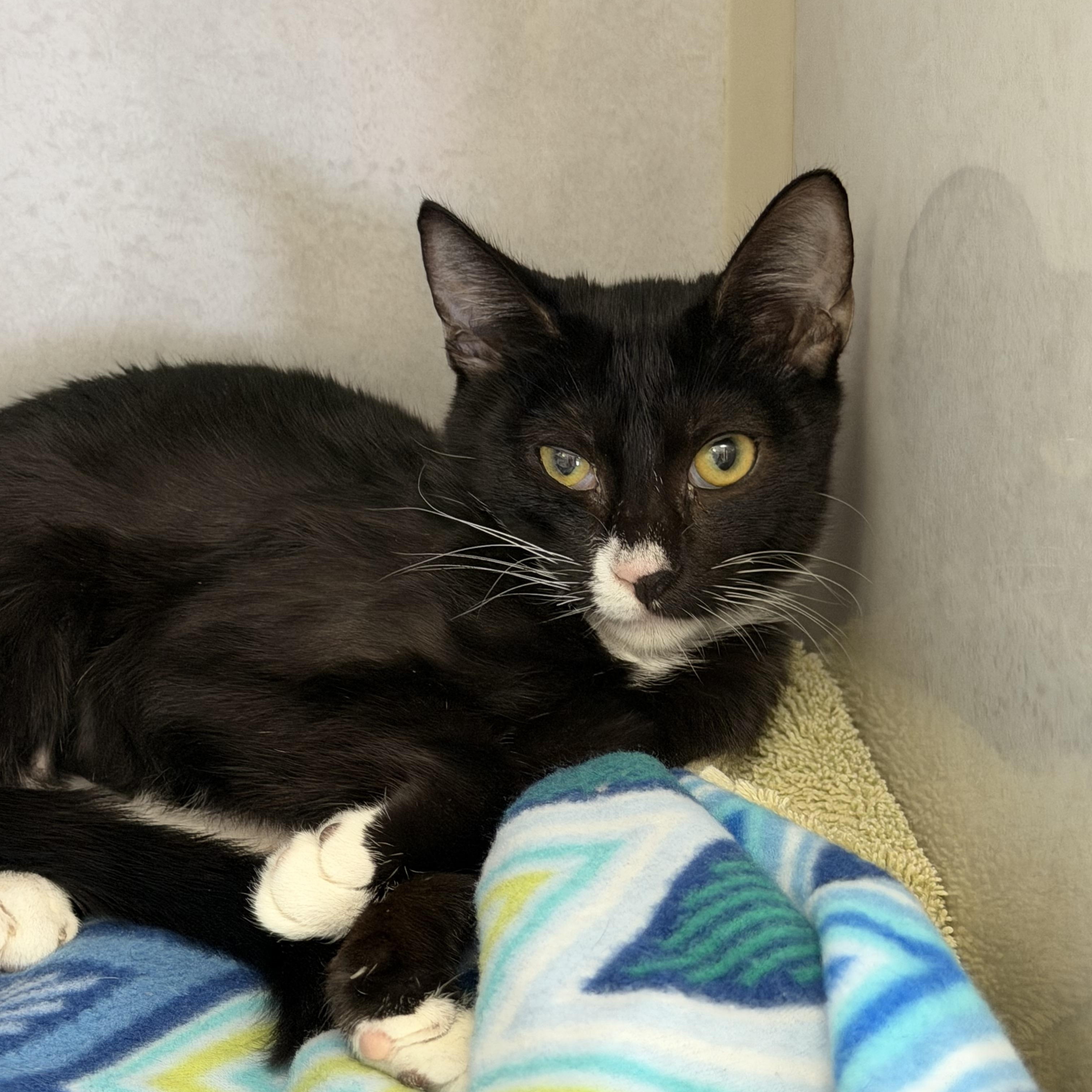 Mila and Tux, a ADOPTABLE mixed breed in Salem, NH image 4/4