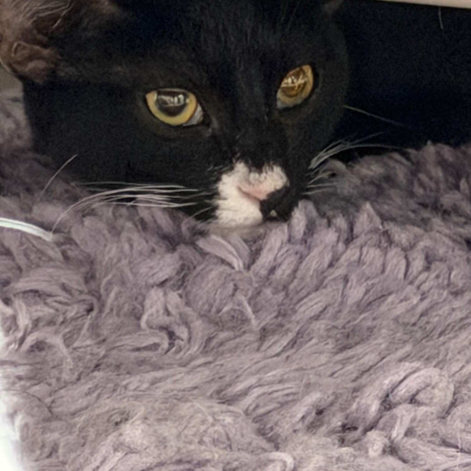 Mila and Tux, a ADOPTABLE mixed breed in Salem, NH image 3/4