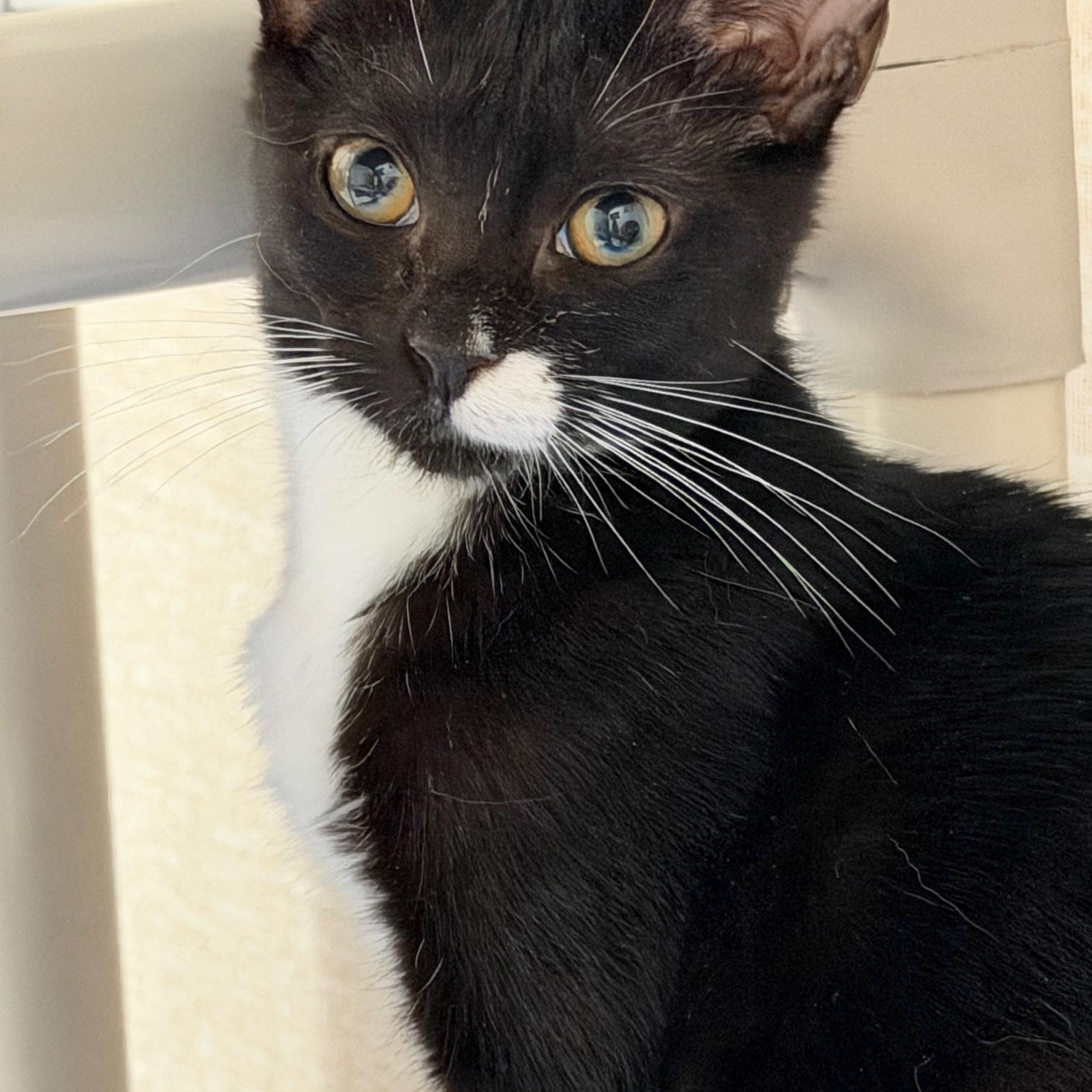 Mila and Tux, a ADOPTABLE mixed breed in Salem, NH image 2/4