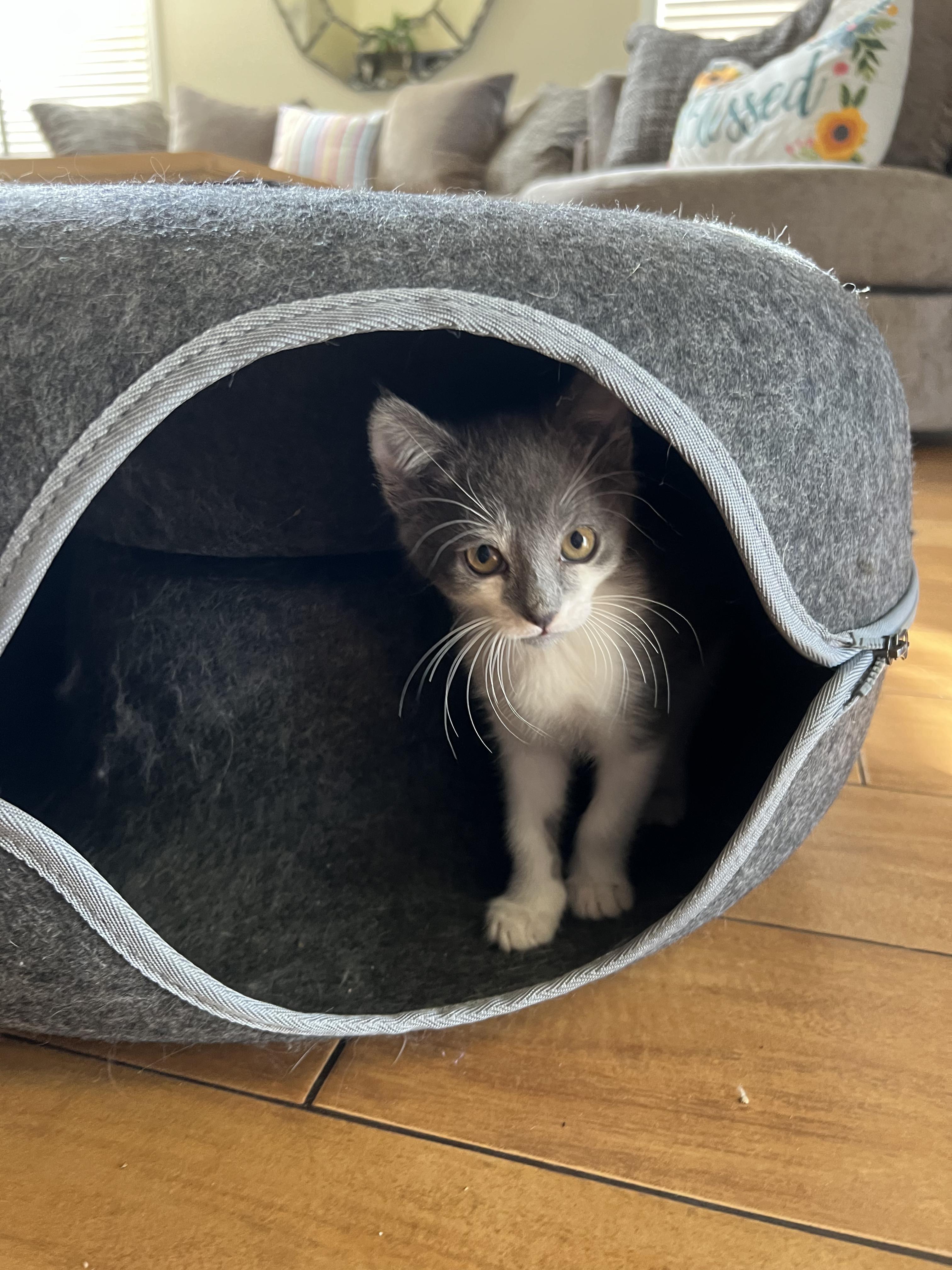 Enlarge Billie , an adopted Domestic Short Hair in San Juan Capistrano, CA image 3/4