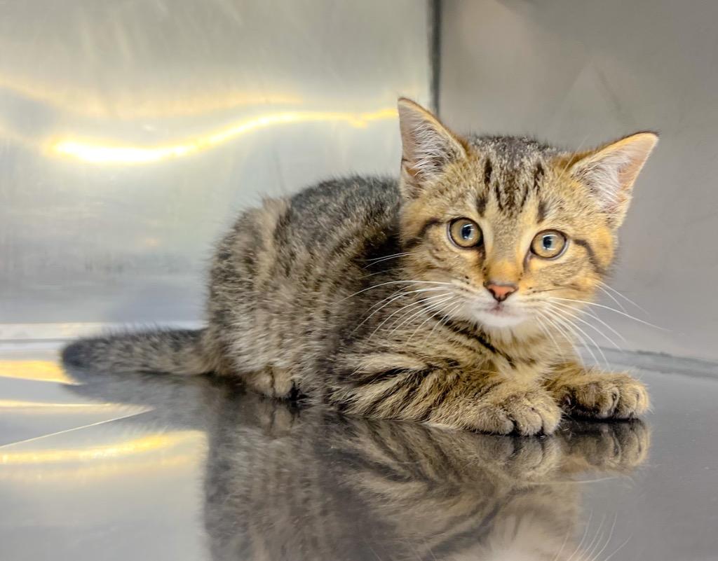 Bouche, Adoptable, Kitten Male Domestic Short Hair.