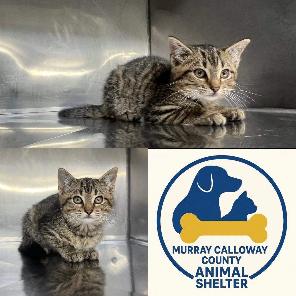 Enlarge Bouche, a Adoptable mixed breed in Murray, KY image 2/5