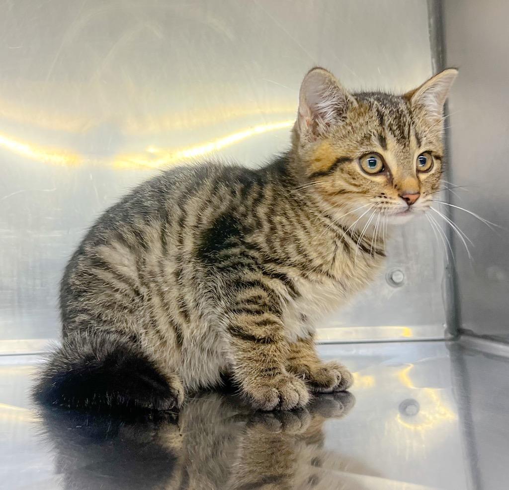 Enlarge Bouche, a Adoptable mixed breed in Murray, KY image 3/5