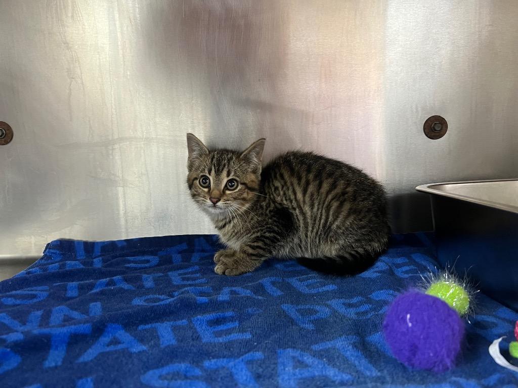 Enlarge Bouche, a Adoptable mixed breed in Murray, KY image 4/5