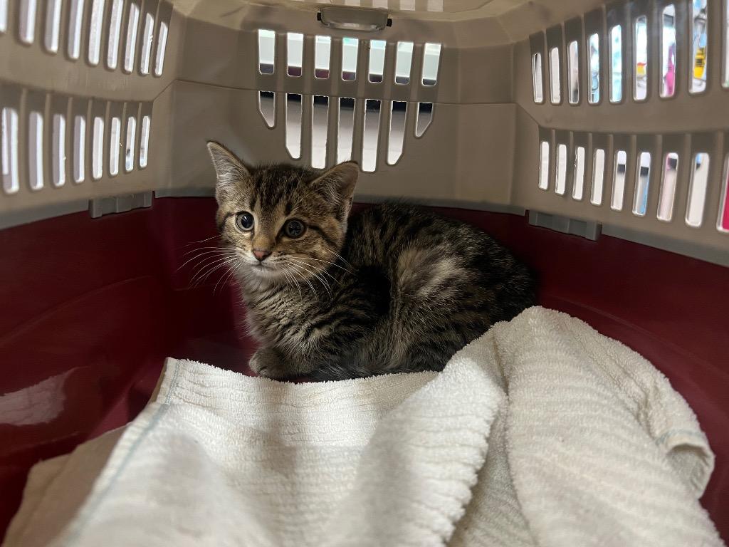 Enlarge Bouche, a Adoptable mixed breed in Murray, KY image 5/5