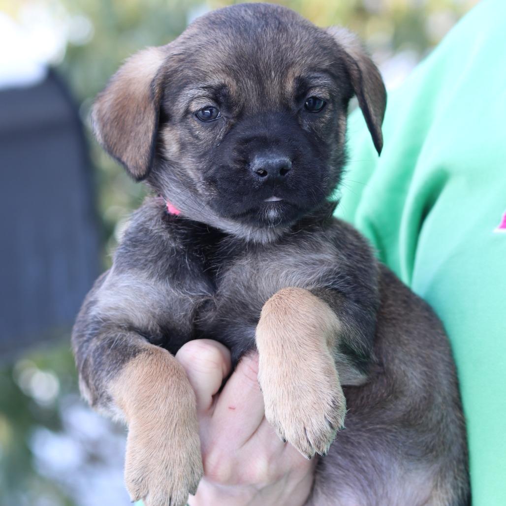 CT Noelle, a Adoptable mixed breed in Eastford, CT image 1/2