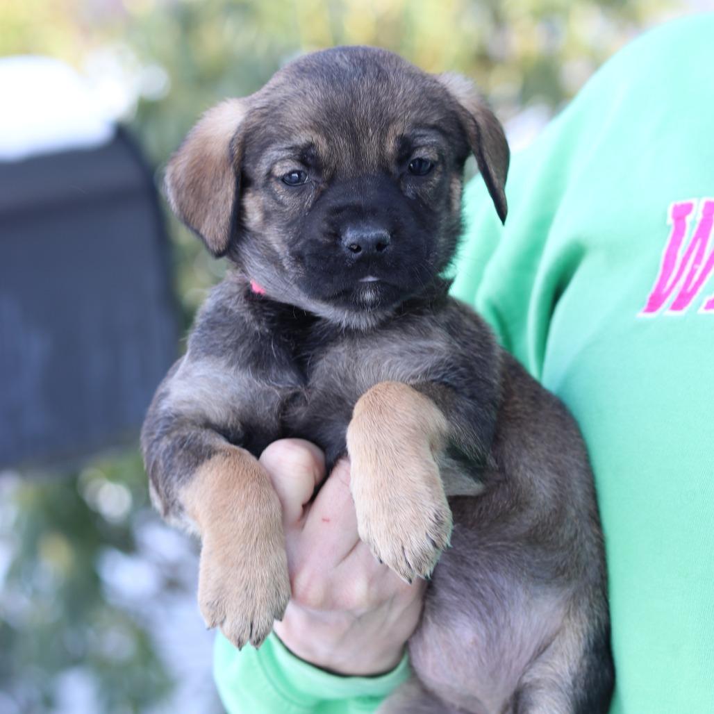 CT Noelle, a Adoptable mixed breed in Eastford, CT image 2/2